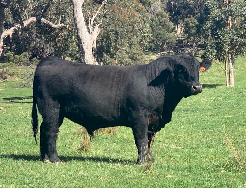 Angus Bull Registered