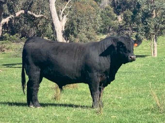 Angus Bull Registered