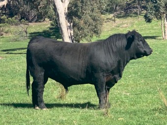 Angus Bull Registered