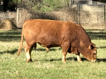 Wagyu x South Devon Bull 3 years old