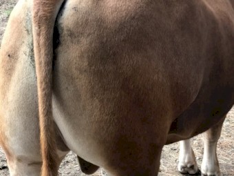 Wagyu x South Devon Bull 3 years old