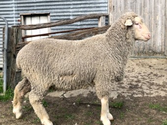 Kalani merino rams