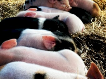Piglets for sale