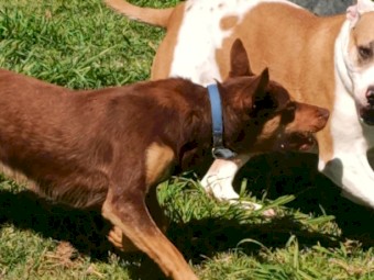 *Jake- Started young dog* Grandson of True Blue Josh lll