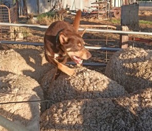 *Buddy* Red & Tan Kelpie - Allrounder