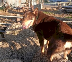 *Buddy* Red & Tan Kelpie - Allrounder