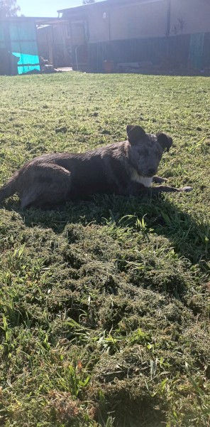 *Smokie* Started and eger pup