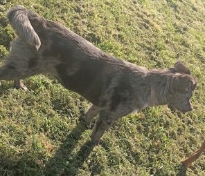 *Smokie* Started and eger pup