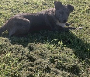 *Smokie* Started and eger pup