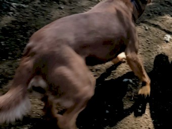 *Bee* Red & Tan Kelpie EOI