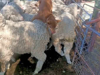 *Bee* Red & Tan Kelpie EOI