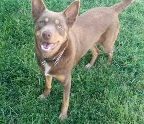 *Bee* Red & Tan Kelpie EOI
