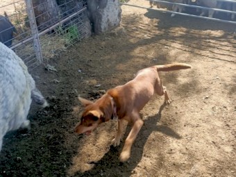 *Bee* Red & Tan Kelpie EOI