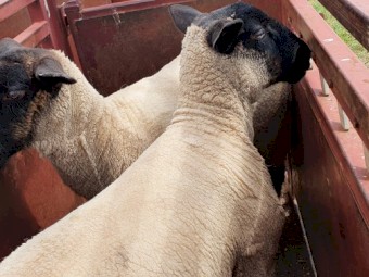 SUFFOLK RAM LAMBS