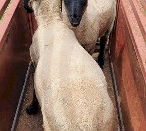 SUFFOLK RAM LAMBS