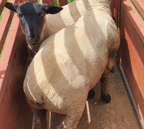 SUFFOLK RAM LAMBS