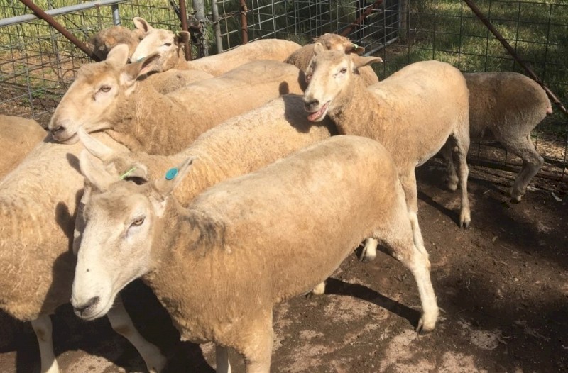 Crossbred ewes