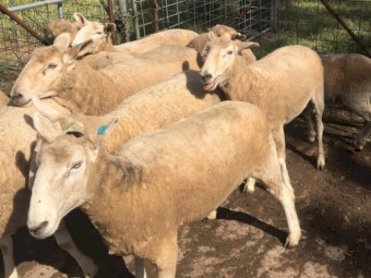 Crossbred ewes