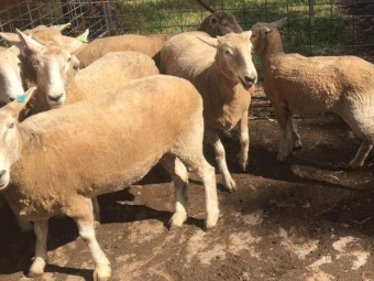 Crossbred ewes