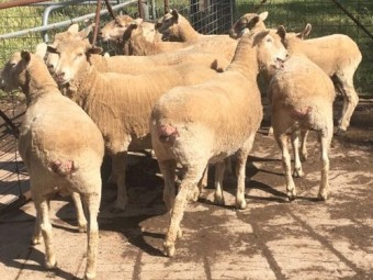 Crossbred ewes