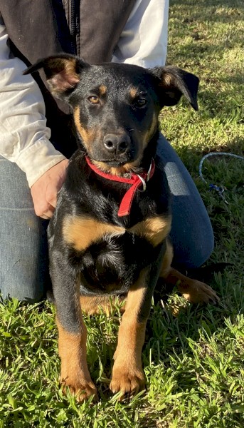 Registered Kelpie Pups