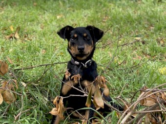 Registered Kelpie Pups