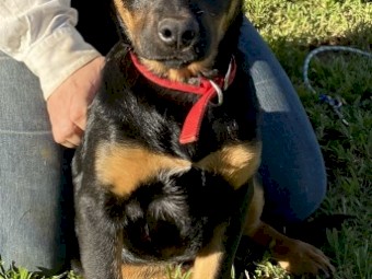 Registered Kelpie Pups