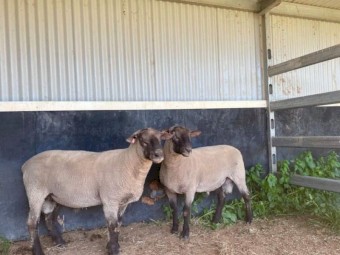 Rams South Suffolk
