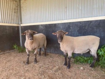 Rams South Suffolk