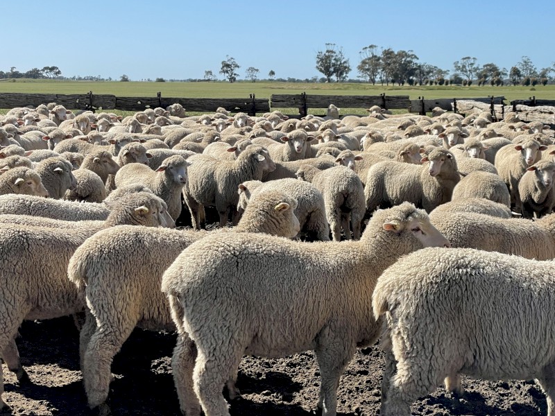 XB Lambs