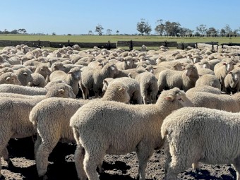 XB Lambs