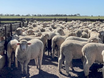 XB Lambs