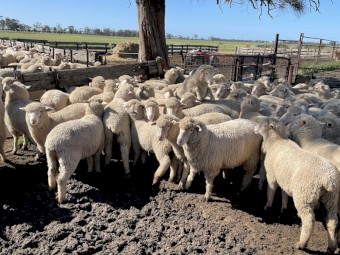 XB Lambs