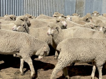XB Lambs