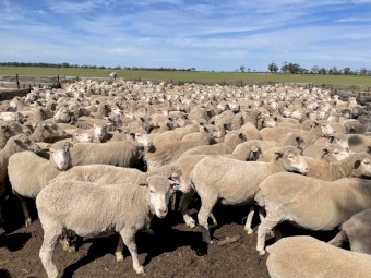Merino ewes