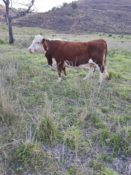 Hereford cow for sale