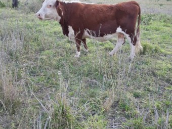 Hereford cow for sale