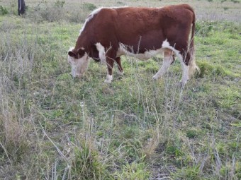 Hereford cow for sale