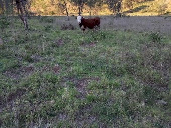 Hereford cow for sale