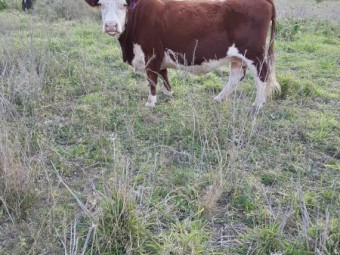Hereford cow for sale