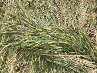 Barley & ryegrass hay