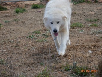 Maremma Puppies (3 Males)