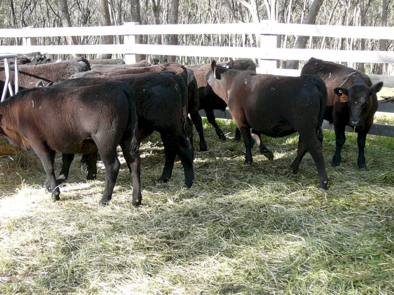 82 Mixed Sex Angus Weaners