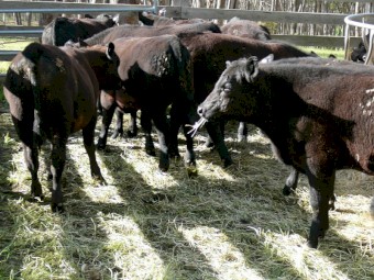 82 Mixed Sex Angus Weaners