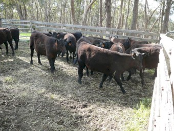 82 Mixed Sex Angus Weaners