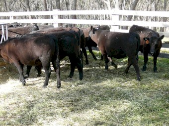 82 Mixed Sex Angus Weaners