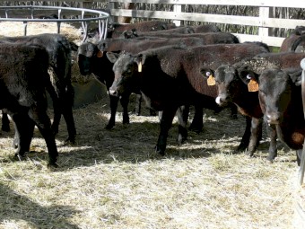 82 Mixed Sex Angus Weaners