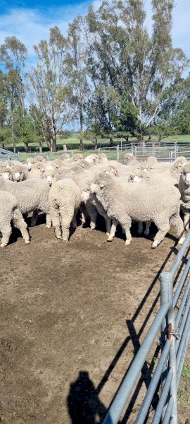 Araplies plains flock rams