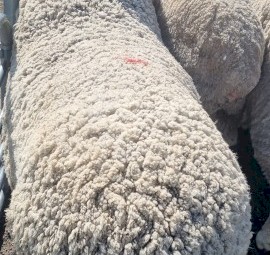 Araplies plains flock rams