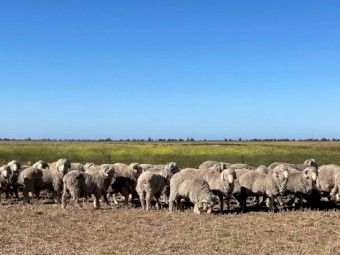 Lone Pine Merino Rams